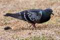 Rock Dove Columba livia ssp.