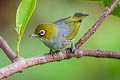 Silvereye Zosterops lateralis ssp.