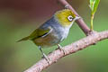 Silvereye Zosterops lateralis ssp.