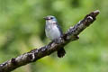 Society Kingfisher Todiramphus veneratus veneratus