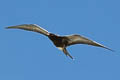 Sooty Tern Onychoprion fuscatus serratus