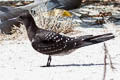 Sooty Sooty Tern Onychoprion fuscatus serratus