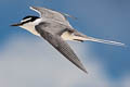 Spectacled Tern Onychoprion lunatus