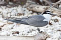 Spectacled Tern Onychoprion lunatus