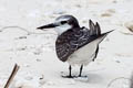 Spectacled Tern Onychoprion lunatus