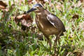 Striated Heron Butorides striata patruelis