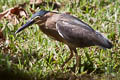 Striated Heron Butorides striata patruelis