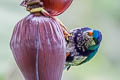 Ultramarine Lorikeet Vini ultramarina