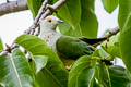 White-capped Fruit Dove Ptilinopus dupetithouarsii dupetithouarsii