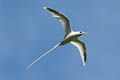 White-tailed Tropicbird Phaethon lepturus dorotheae