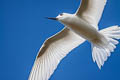 White Tern Gygis alba leucopes