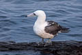 Abbott's Booby Papasula abbotti