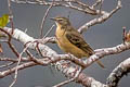 Alpine Pipit Anthus gutturalis wollastoni