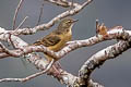 Alpine Pipit Anthus gutturalis wollastoni