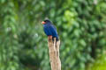 Azure Dollarbird Eurystomus azureus