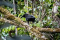 Banggai Crow Corvus unicolor