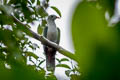 Banggai Fruit Dove Ptilinopus subgularis (Maroon-chinned Fruit Dove)