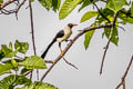 Bare-eyed Myna Streptocitta albertinae