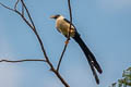 Bare-eyed Myna Streptocitta albertinae