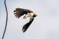 Bare-eyed Myna Streptocitta albertinae