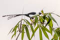 Bare-eyed Myna Streptocitta albertinae