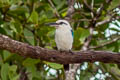 Beach Kingfisher Todiramphus saurophagus saurophagus