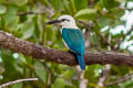 Beach Kingfisher Todiramphus saurophagus saurophagus