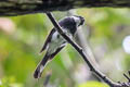 Biak Fantail Rhipidura kordensis 