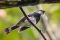 Biak Fantail Rhipidura kordensis 