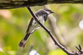 Biak Fantail Rhipidura kordensis 
