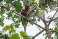 Biak Lorikeet Trichoglossus rosenbergii