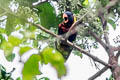 Biak Lorikeet Trichoglossus rosenbergii
