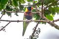Biak Lorikeet Trichoglossus rosenbergii