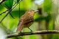 Biak Whistler Pachycephala melanorhyncha