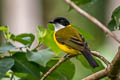 Black-chinned Whistler Pachycephala mentalis obiensis