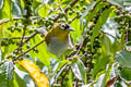 Black-crowned White-eye Zosterops atrifrons atrifrons