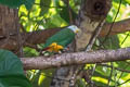 Black-naped Fruit Dove Ptilinopus melanospilus chrysorrhoa