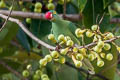 Black-naped Fruit Dove Ptilinopus melanospilus chrysorrhoa