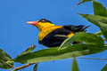 Black-naped Oriole Oriolus chinensis stresemanni 