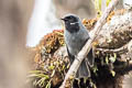 Black-throated Robin Plesiodryas albonotata griseiventris