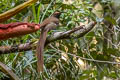 Black Sicklebill Epimachus fastosus