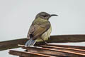 Black Sunbird Leptocoma aspasia auriceps