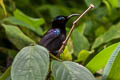 Black Sunbird Leptocoma aspasia auriceps