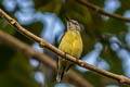 Black Sunbird Leptocoma aspasia auriceps