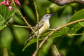 Black Sunbird Leptocoma aspasia auriceps