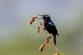 Black Sunbird Leptocoma aspasia cochrani