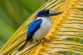 Blue-and-white Kingfisher Todiramphus diops