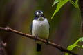 Blue-and-white Kingfisher Todiramphus diops