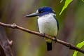 Blue-and-white Kingfisher Todiramphus diops