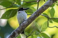 Blue-and-white Kingfisher Todiramphus diops